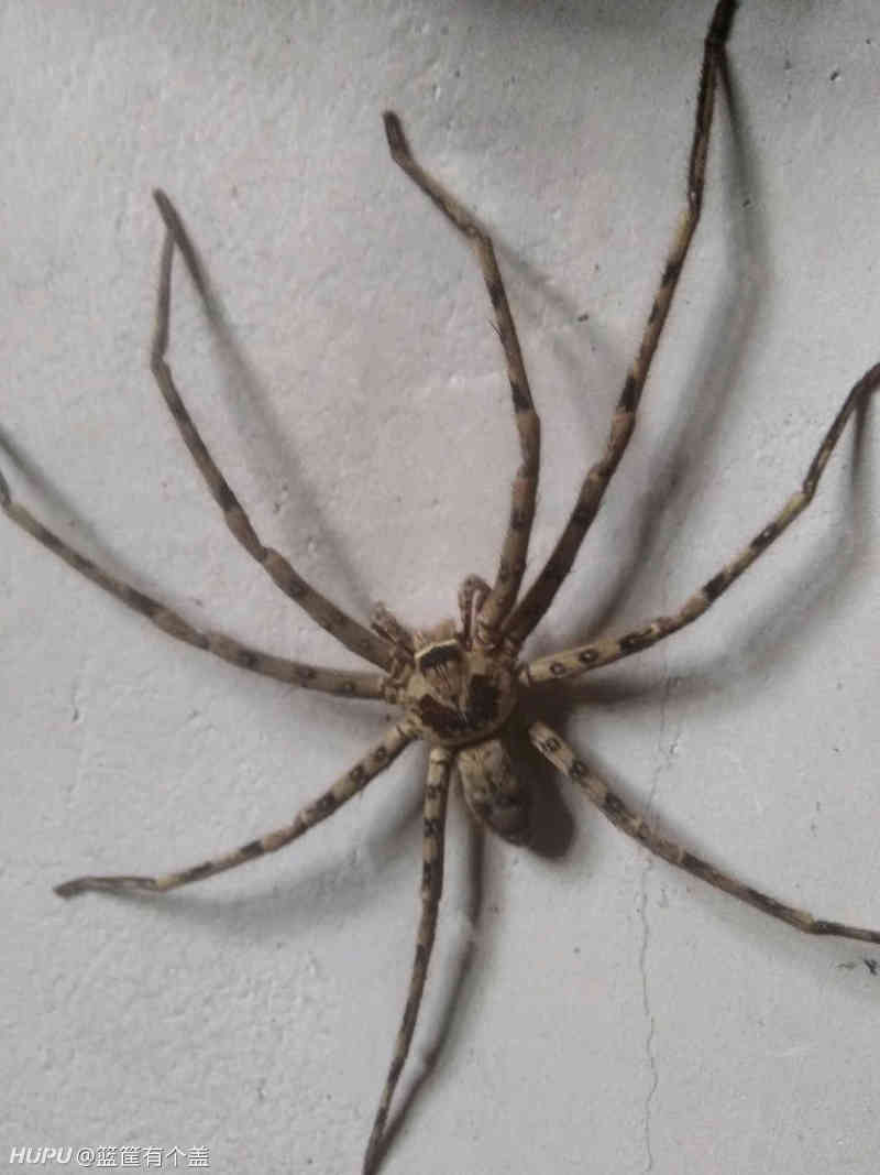 白额高脚蜘蛛,你们看见怎么解决