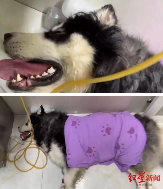 阿拉斯加犬洗澡后烘干中暑死亡 虎扑