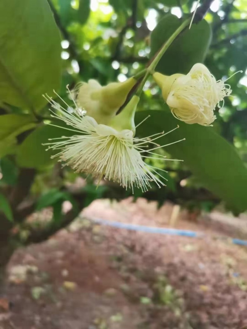 一个莲雾的成长过程 虎扑 一个莲雾的成长过程 虎扑
