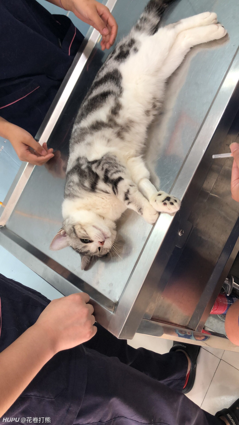 老哥们猫咪做绝育结果死在宠物医院怎么办 虎扑