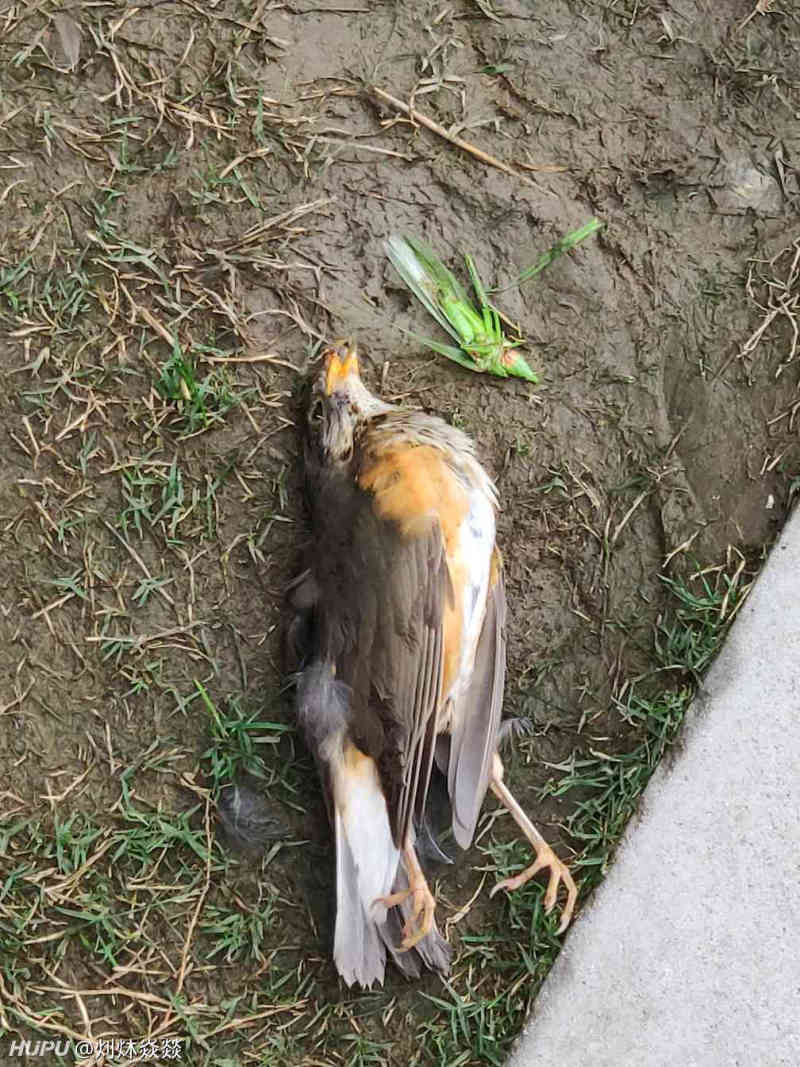 螳螂捕蝉黄雀在后 人为财死鸟为食亡 呜呼哀哉 虎扑