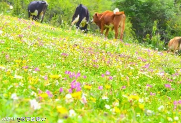 川西高寒草原 虎扑