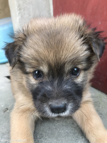 土狗的颜值巅峰真的是小时候呀