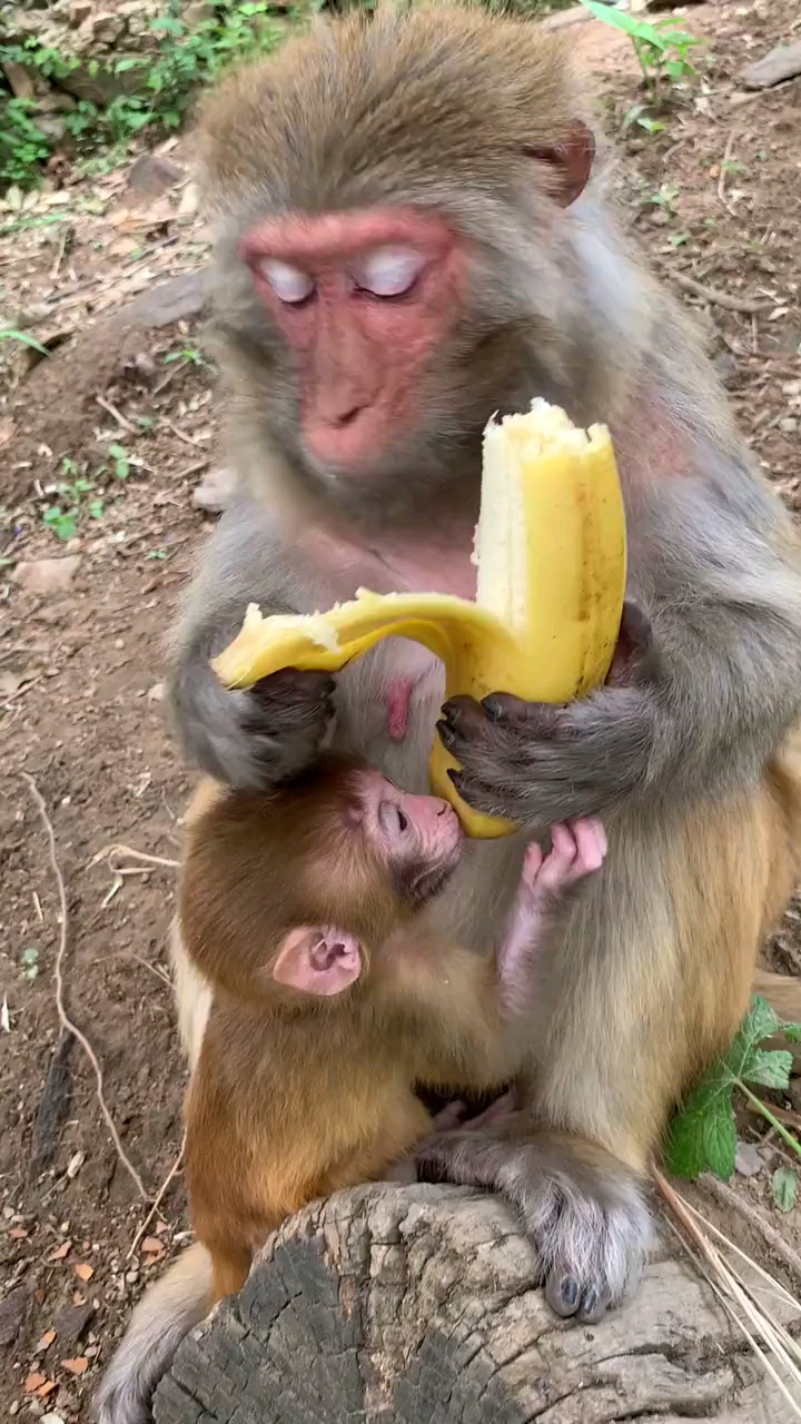 动物萌宠区-虎扑社区