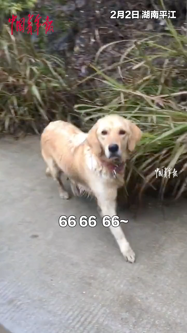 一定是特别的缘分 女子走亲戚途中 偶遇一年前丢失的宠物狗 虎扑