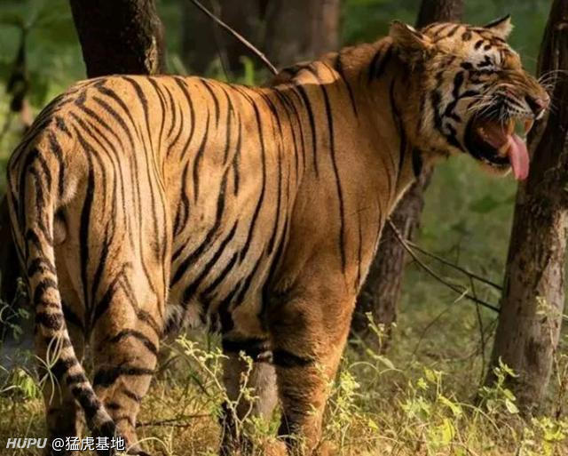 150平米内 最强虎王 最大鳄王pk三头巅峰狮王 你看好哪组 虎扑