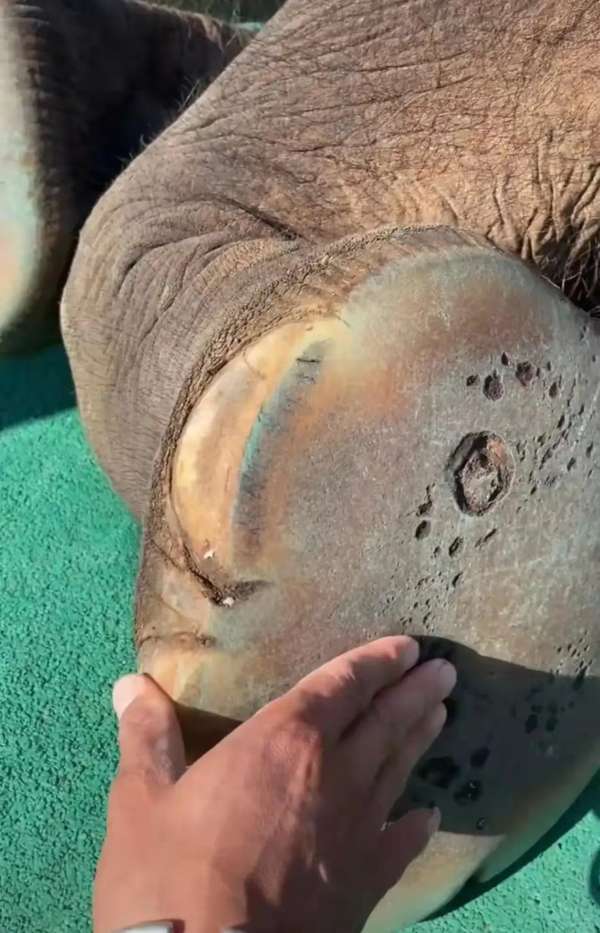 原来大象的脚底板是这样的这样的图片很多人应该是头一次看到吧