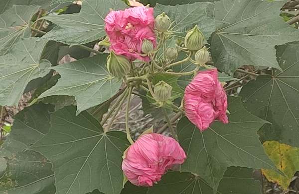 美丽多变的妖精花 步行街主干道 虎扑社区