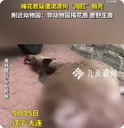 动物园回应附近有梅花鹿死亡：非动物园梅花鹿