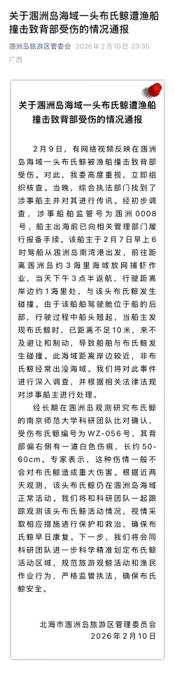 官方通报布氏鲸遭渔船撞击受伤