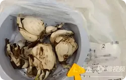 盒马总部回应百合送成水仙致人中毒