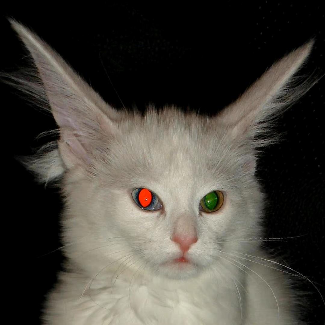 discusser-avatar