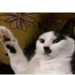 discusser-avatar