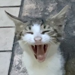 discusser-avatar