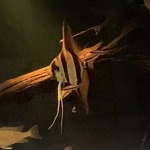 discusser-avatar