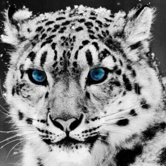 discusser-avatar