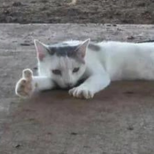 discusser-avatar