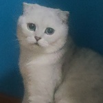 discusser-avatar