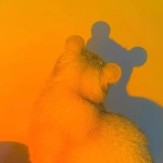 discusser-avatar