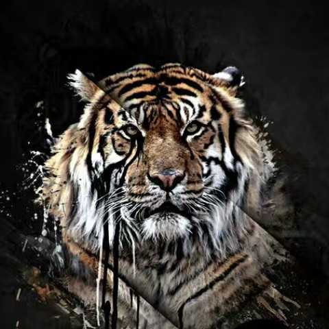 discusser-avatar