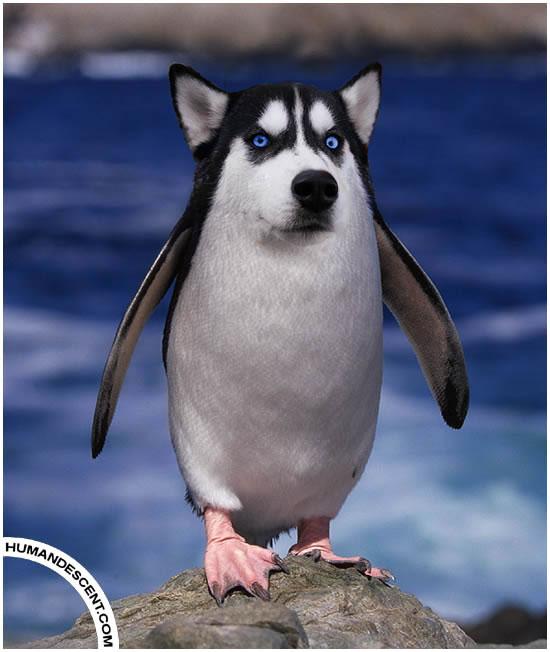 中国互联网创新的超级杀手!腾讯已成为国内中小型创新企业的终结者! -