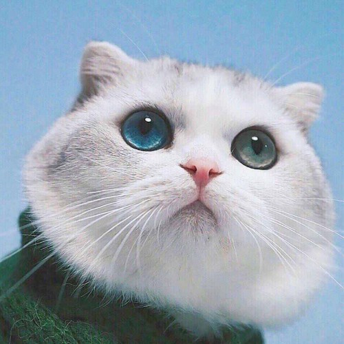 discusser-avatar