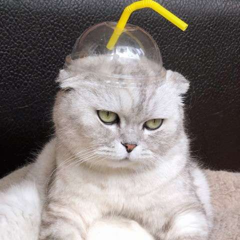 discusser-avatar