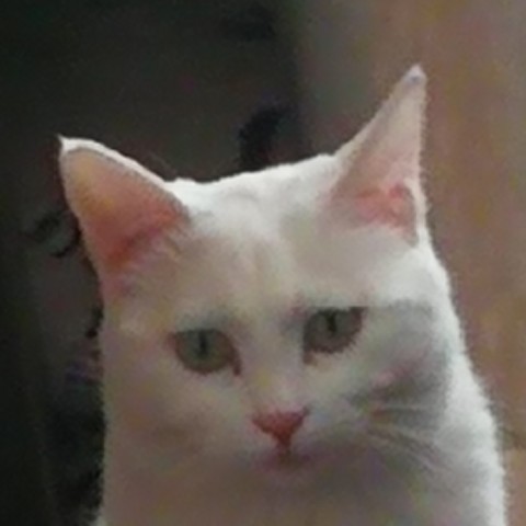 discusser-avatar
