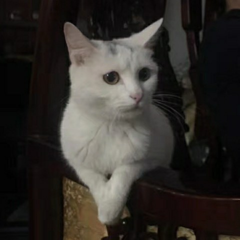 discusser-avatar